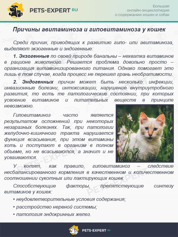 Аллергия на кошек и собак. причины, симптомы и признаки, диагностика и лечение патологии