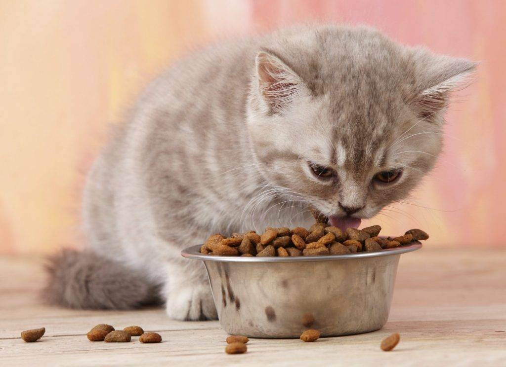 Какие овощи можно давать кошкам, какие овощи полезны кошке