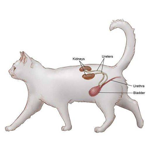 Алиментарный гиперпаратиреоз у кошек, остеопороз у котят