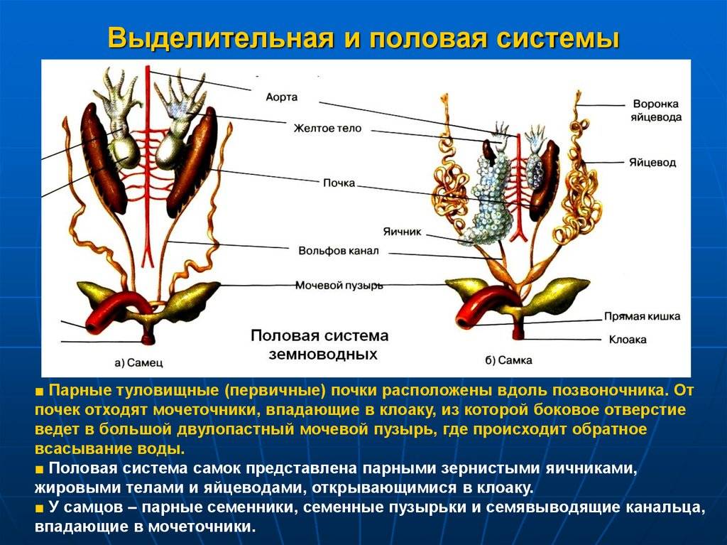 Потеют ли кошки как не допустить перегрева вашего питомца