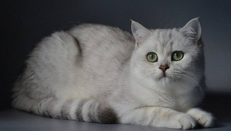 Серебристая шиншилла кошка: 90 фото, описание, стандарт, характер