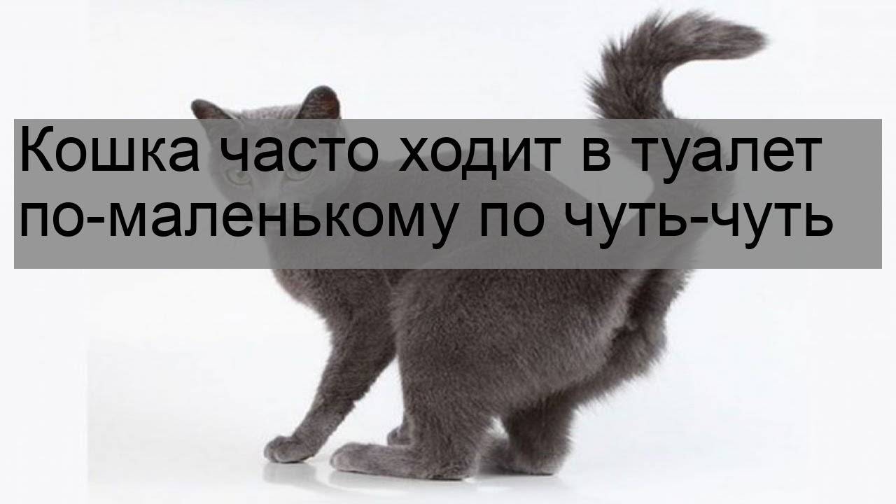 Как часто котята ходят в туалет по-большому и по-маленькому: показатели нормы (таблица), возможные проблемы и способы их решения, отзывы