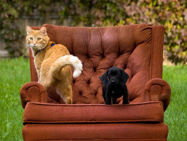 Как подружить кошку с собакой в квартире | кота или котенка