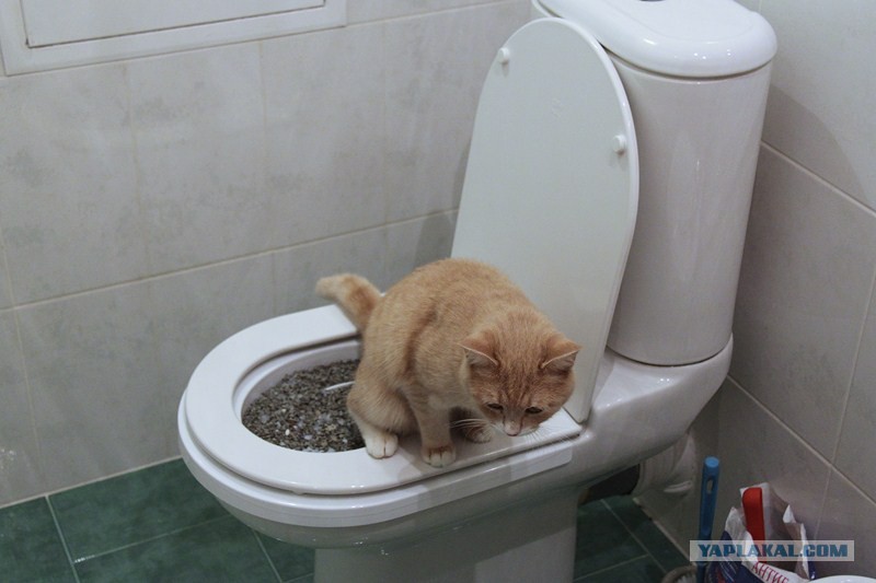 Котенок не может сходить в туалет: причины, первая помощь