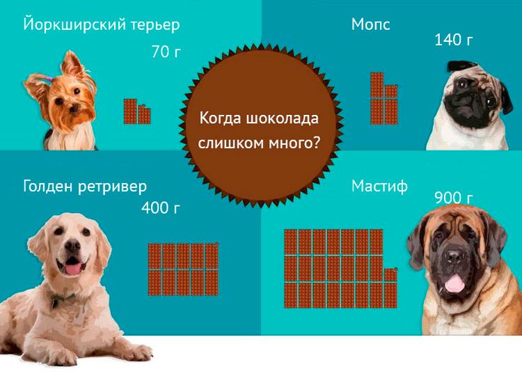 Как помочь собаке, съевшей шоколад: 8 шагов