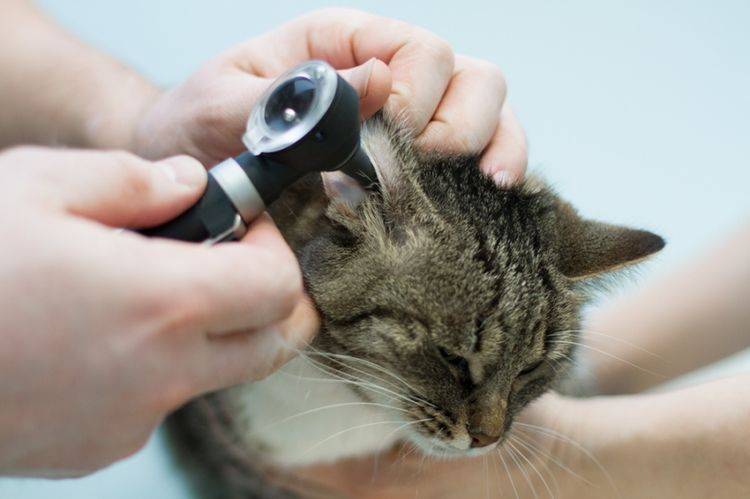 Как почистить коту уши в домашних условиях: особенности процедуры для взрослой кошки и котёнка, чем чистить ушки питомцу