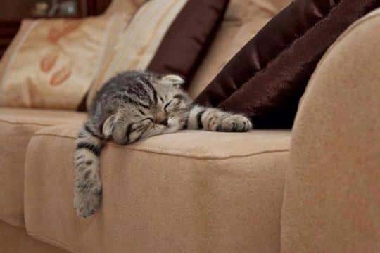 Антивандальная обивка дивана от кошек – 5 видов защитной ткани для мебели