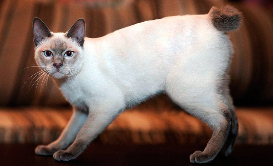 Тайская кошка