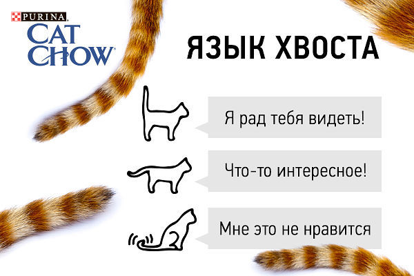 Интересные факты о хвосте кошки