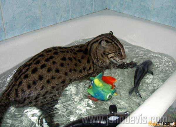 Можно ли давать кошке рыбу