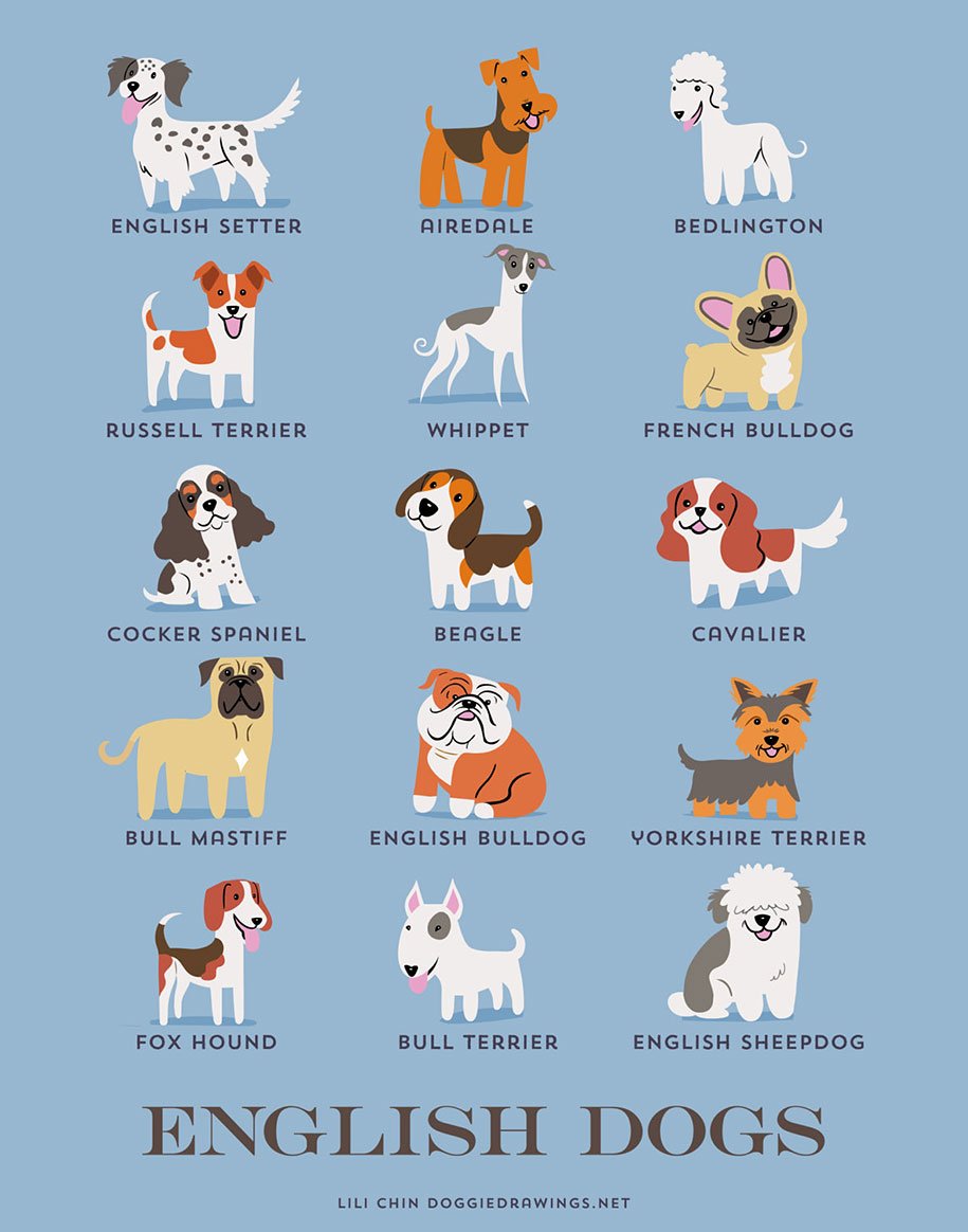 Топ-10 самых английских пород собак