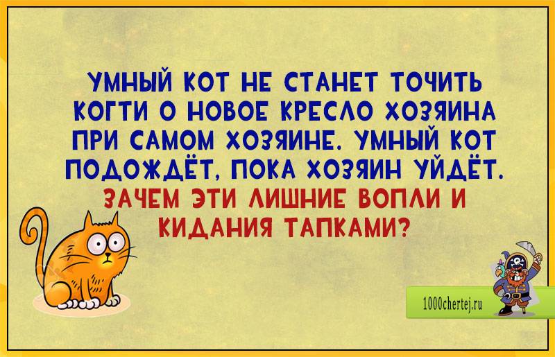 Умеют ли кошки думать на самом деле: что они мыслят про своих хозяев