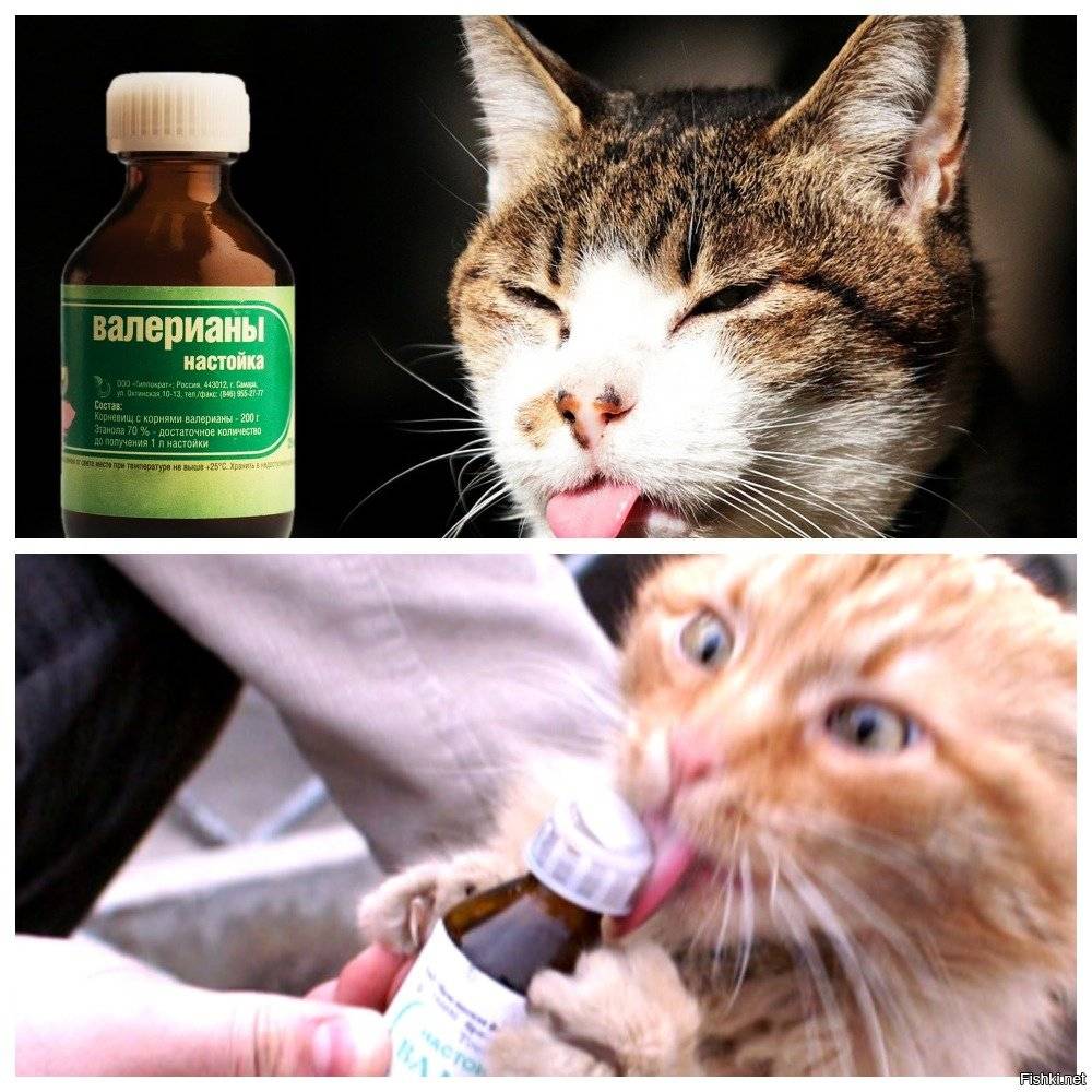 Валерьянка и кошки: как действует валериана в разных формах на животное, можно ли ее давать коту?