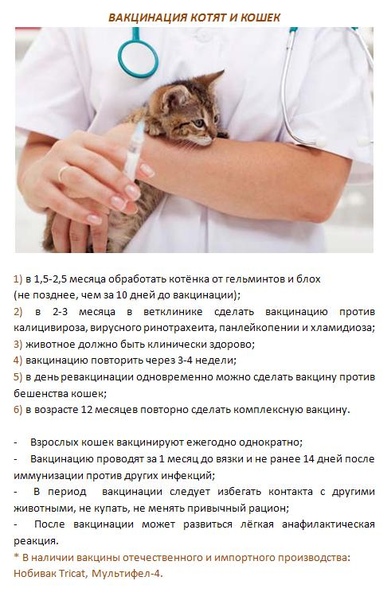Вакцинация кошек. когда и какие делать? все о том, сколько стоит, нужно ли делать и как подготовить к прививке кошку