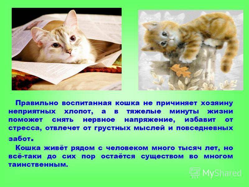 Как воспитывать котенка, чтобы он был ласковым и спокойным: правила воспитания котов и кошек