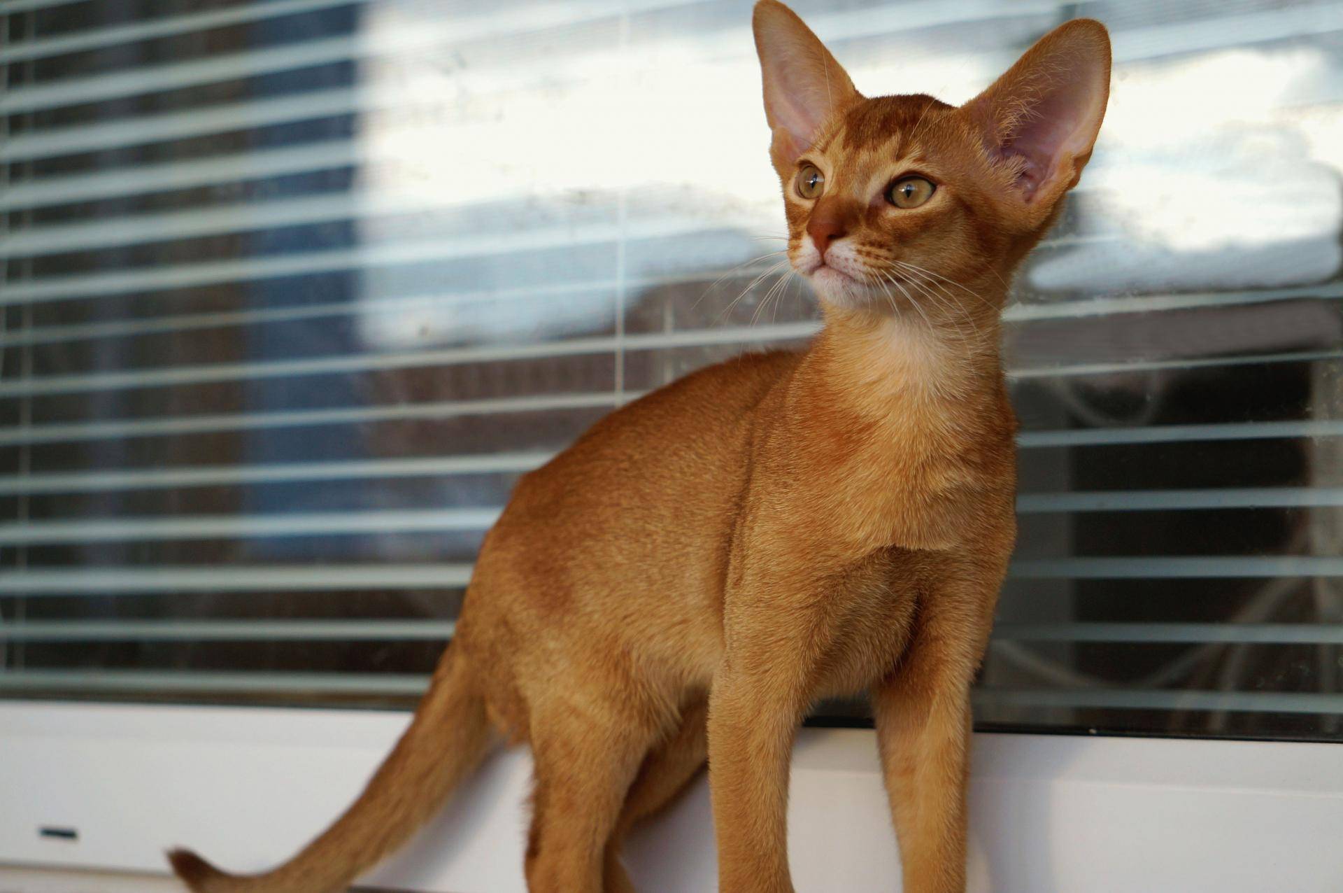 Абиссинская порода кошек - описание породы, характеристики, фото