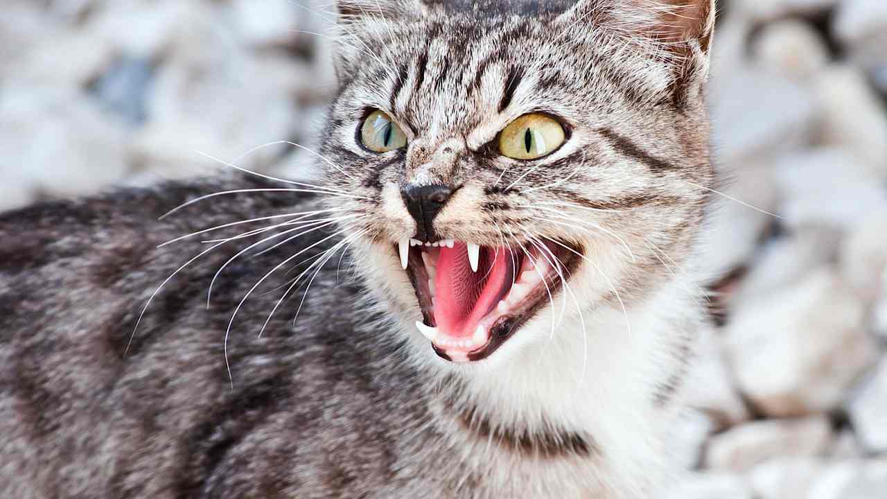5 причин, почему кошка рычит - что делать