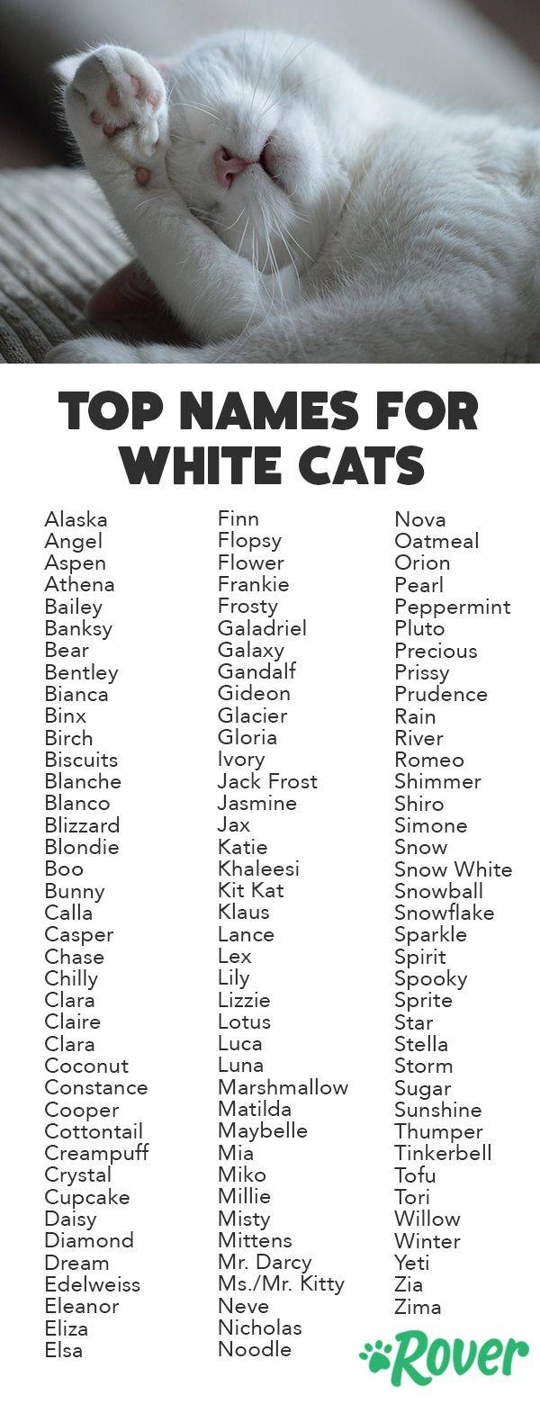 Как назвать кота и кошку рыжего цвета?