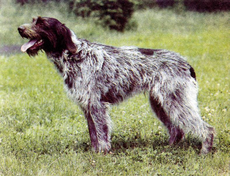 Итальянский волк (лупо итальяно): описание породы собак с фото, видео