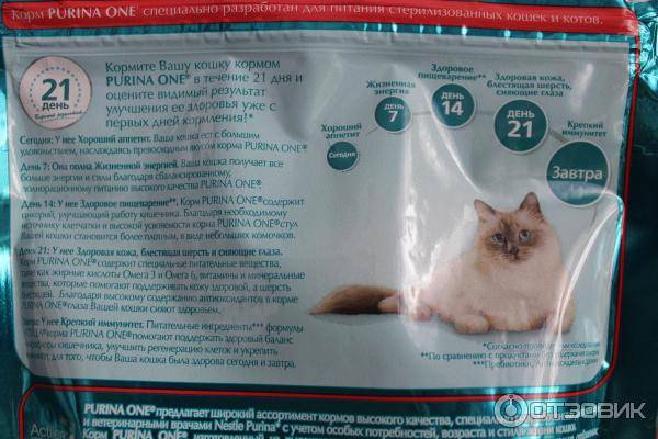 Из чего делают кошачий корм? обзор кормов для кошек и сравнение по составу