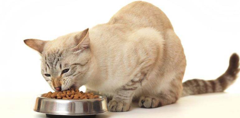Выбираем какой сухой корм для кошек лучше: отзывы ветеринаров, сравнение сухого и влажного, классификация и рейтинг сухих кормов