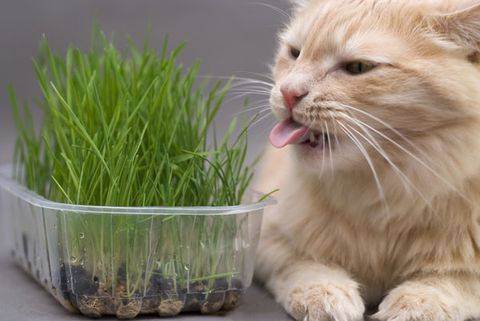 Как отучить кошку есть комнатные цветы и другие растения: воспитываем, отвлекаем, приучаем