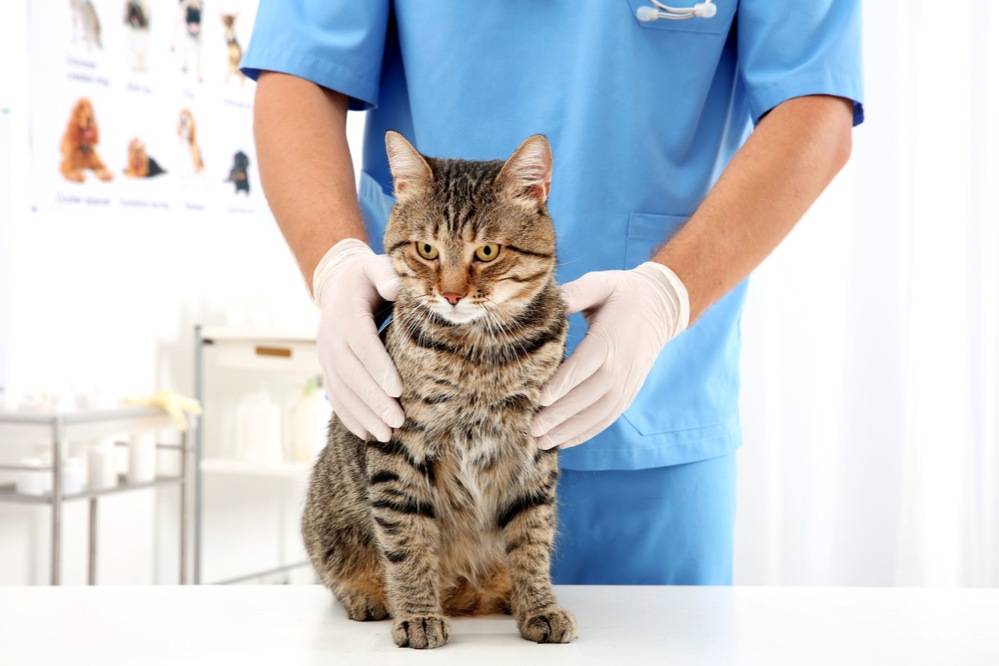 Мастит у кошки:  симптомы и лечение в домашних условиях