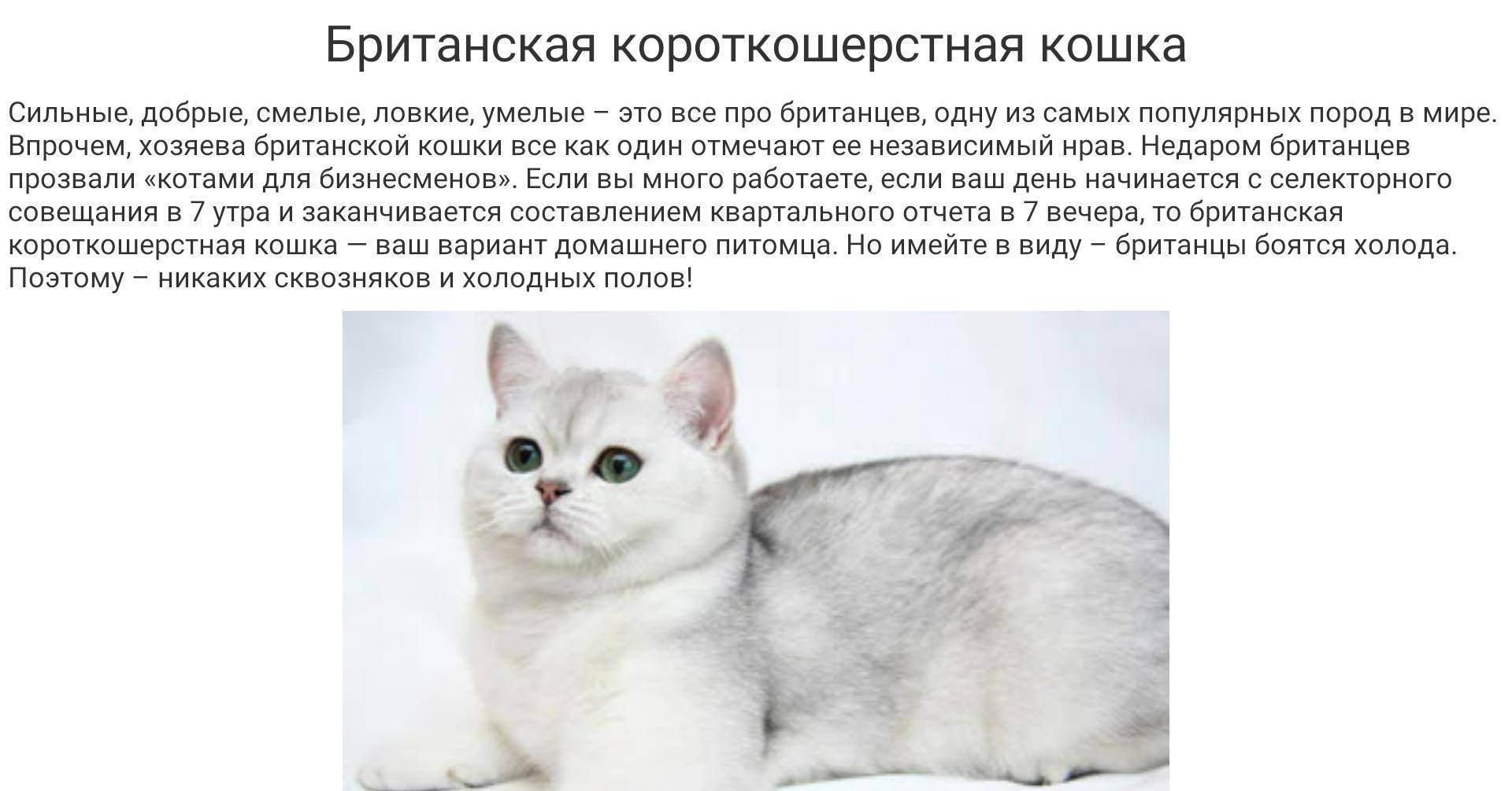 Кошка бурмилла: описание породы и характера