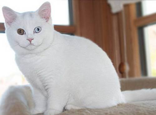 Таблица окрасов британских кошек: белый, серебристый, полосатый