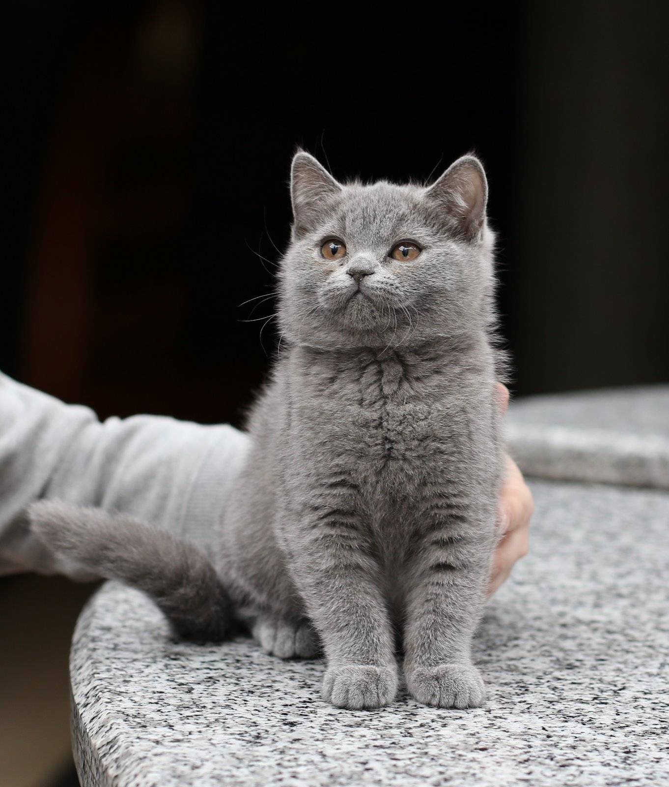 Красивые и редкие имена для кошек и котят девочек. список лучших имен русских, английских, японских, египетских для породистых и простых черных, серых, белых рыжих и трехцветных кошек девочек
