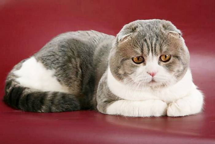 Шотландская вислоухая кошка (скоттиш фолд): описание, характер, содержание и уход, фото