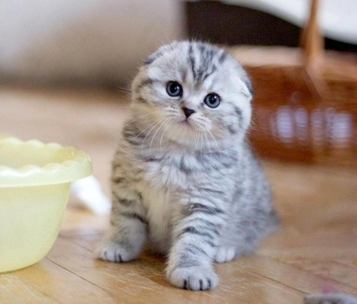 Новошахтинск Шахты Котенка Породы Скоттиш Фолд Купить