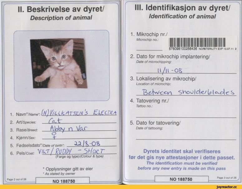 Паспорт для кошки: как сделать кошачий ветеринарный документ