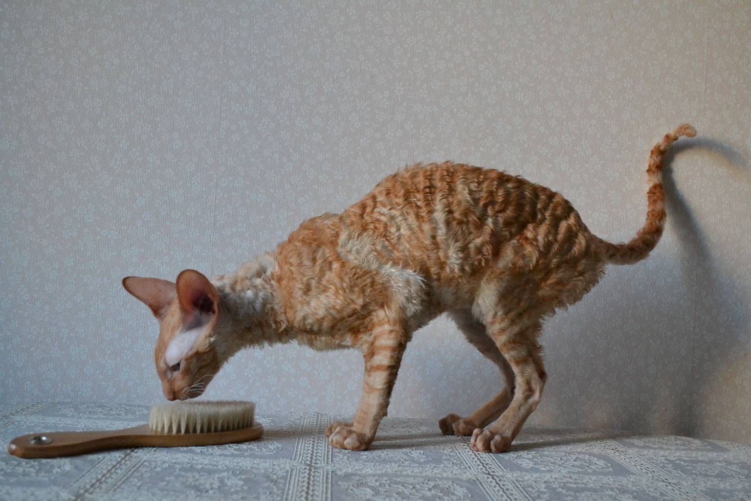 Корниш рекс кошка: подробное описание, фото, купить, видео, цена, содержание дома