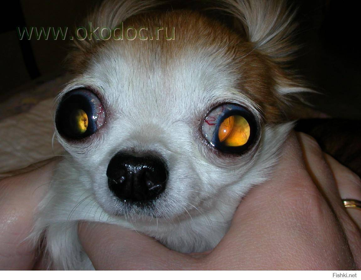 У какой породы собак выпадают глаза фото