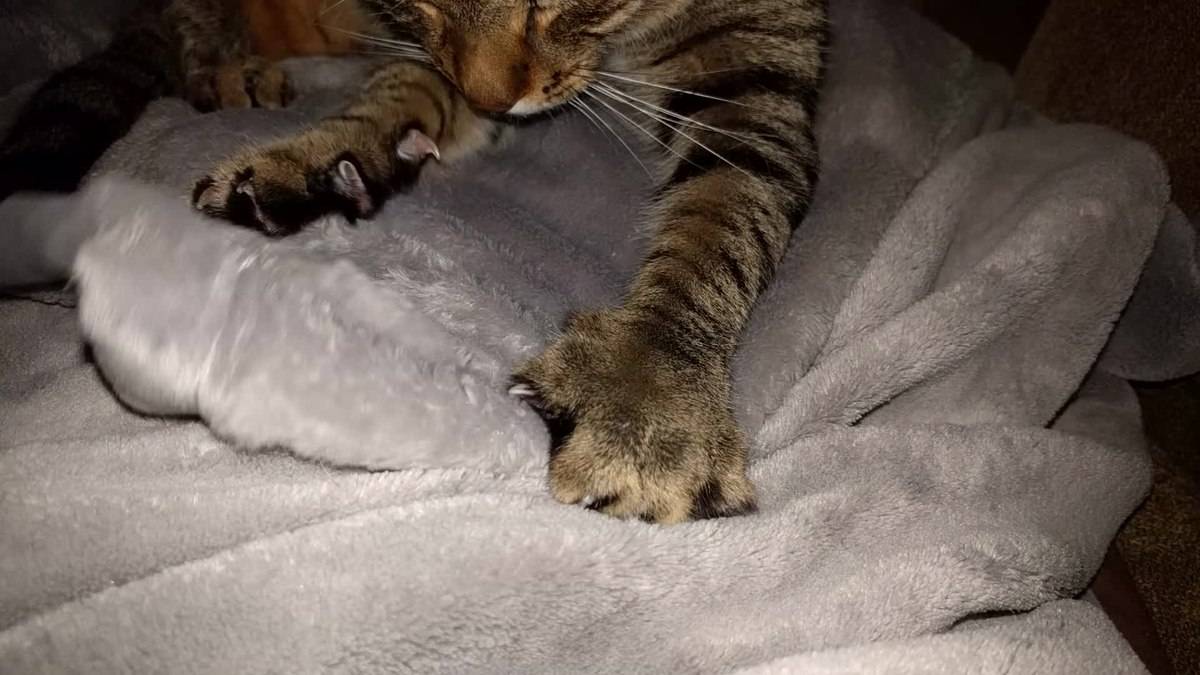 Зачем кошки мнут лапами человека, почему коты перебирают одеяло, делают массаж лапками