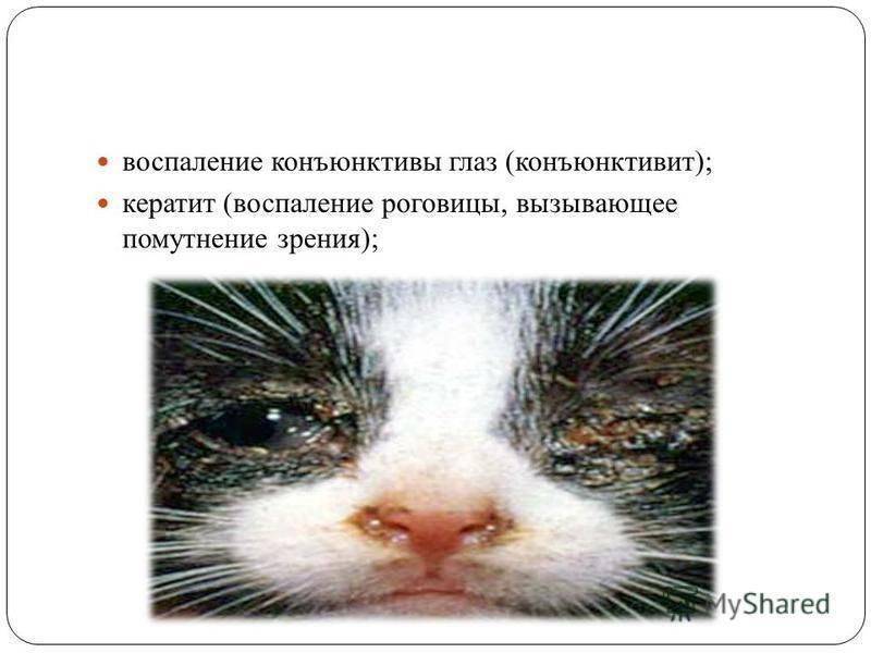 Конъюнктивит у кошек | лечим глаза усатому