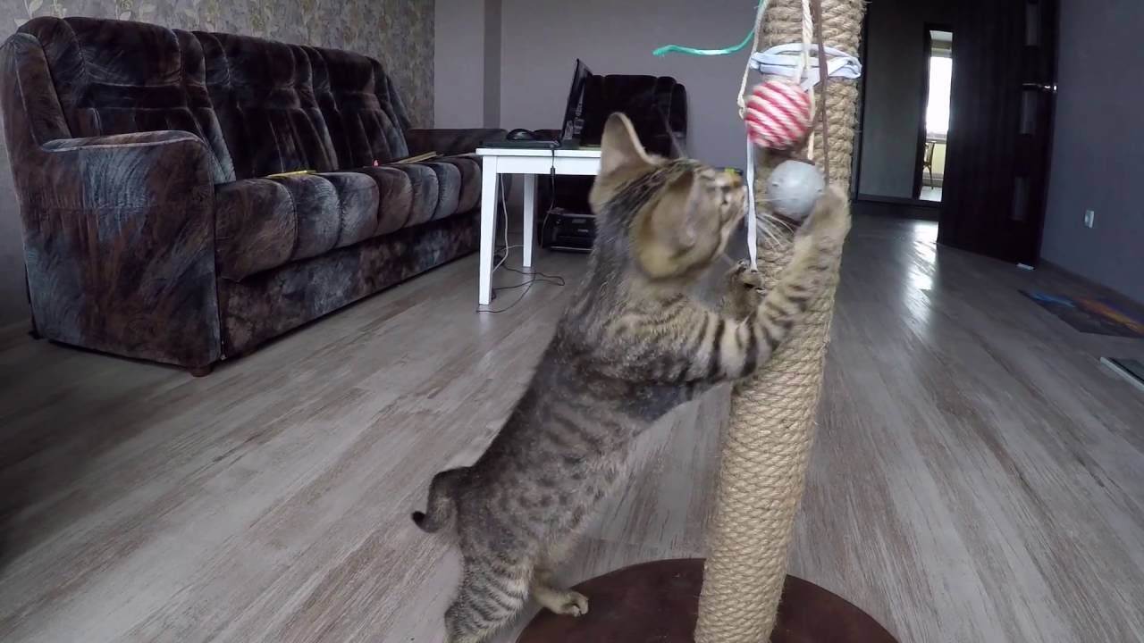 Как приучить кота к когтеточке