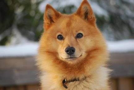 Собака с короткими лапами и большими ушами порода похожая на лису