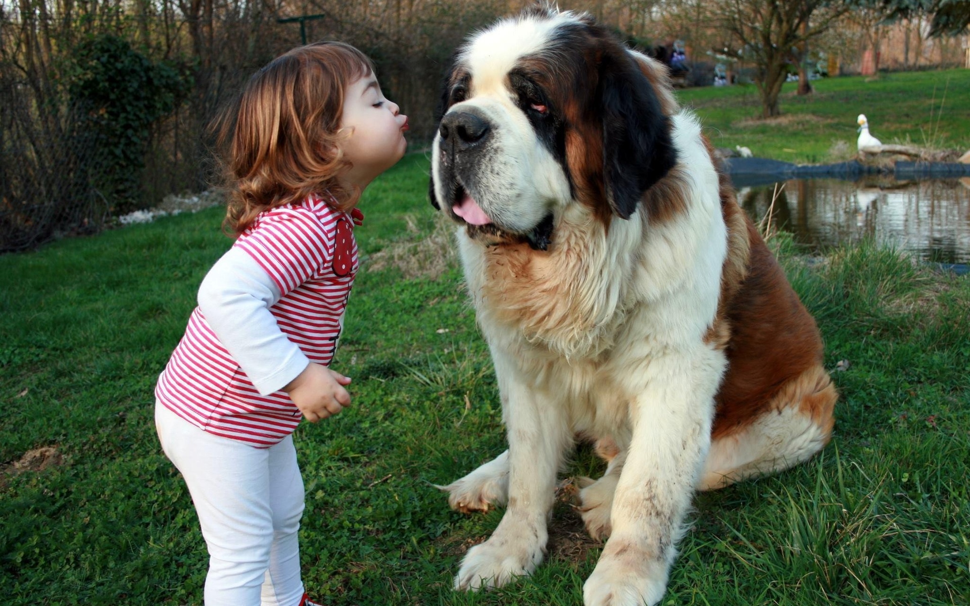 Лучшие породы собак для детей — названия, фото, описания
