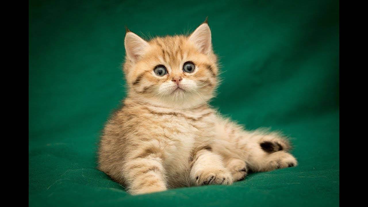 Список кличек для британских котов и кошек