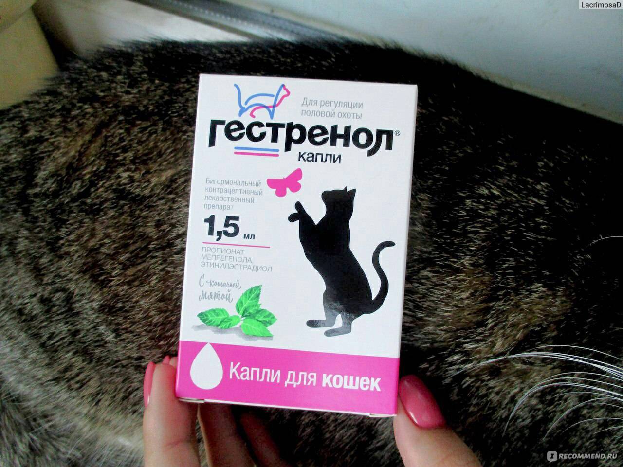 Противозачаточные таблетки для кошек