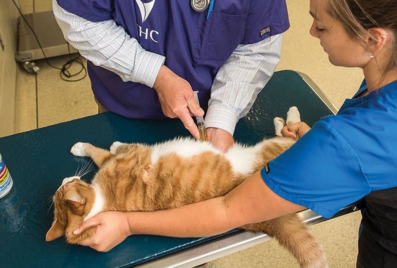Лечение мочекаменной болезни (мкб) у котов – диагностика, причины, симптомы, профилактика