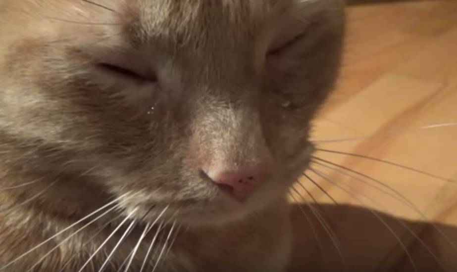 Кот или кошка плачет: умеют ли, могут ли, почему плачут и как