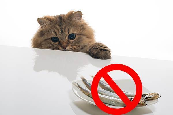 Британские коты: чем кормить кошек британцев — lapy-i-hvost