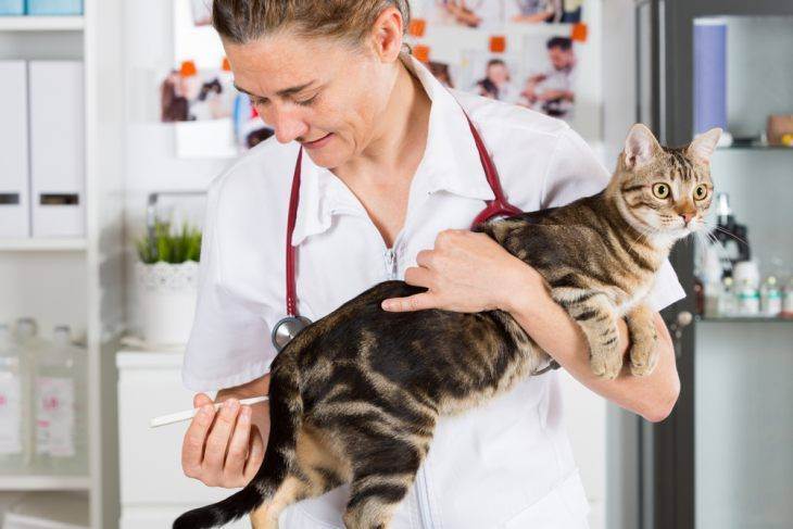 Тепловой удар у кошки: симптомы и оказание помощи – болен кот