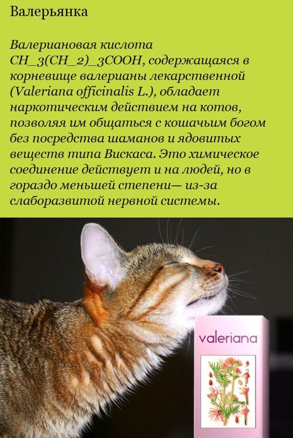 Почему коты любят валерьянку