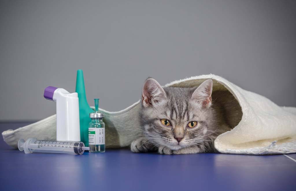 Простуда у кошек: симптомы и лечение в домашних условиях