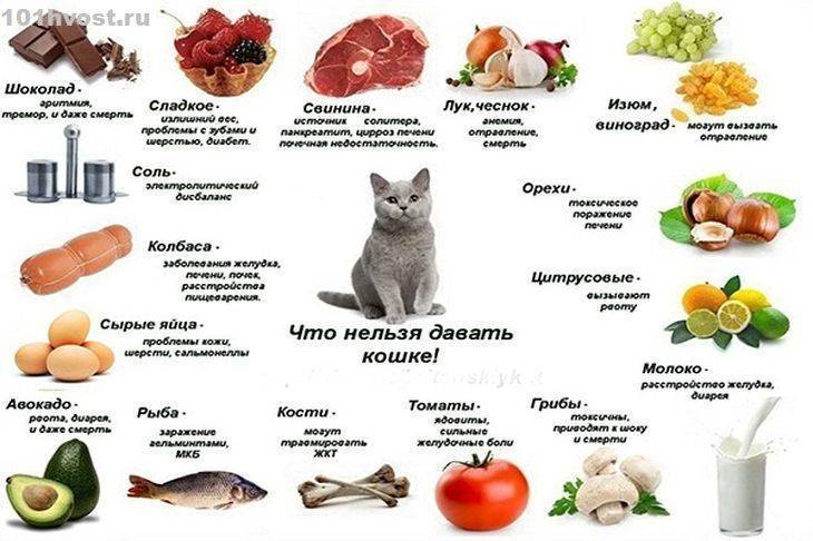 Вреден ли сухой корм для кошек и можно ли им кормить