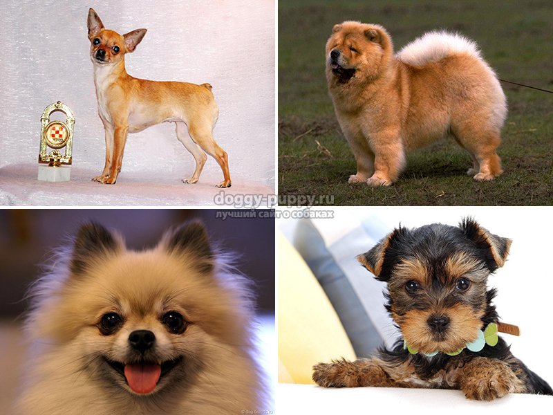 Маленькие породы собак с названиями и с фотографиями и названиями пород